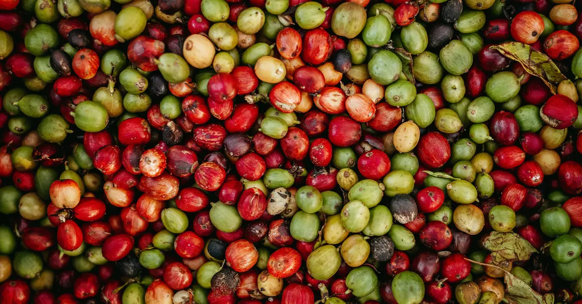 Finding The Best Green Coffee Beans For Dark Roast